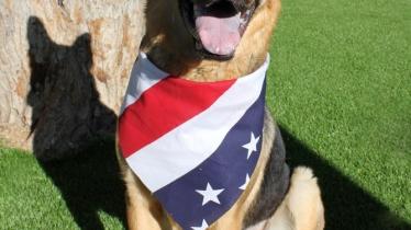 PACC offers advice to keep community pets safe during fireworks